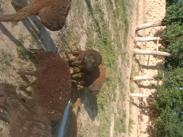 Ram, Sheep