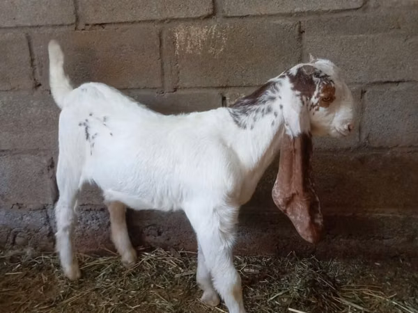 ወንድ ፍየል, Goats — ኪርጊስታን