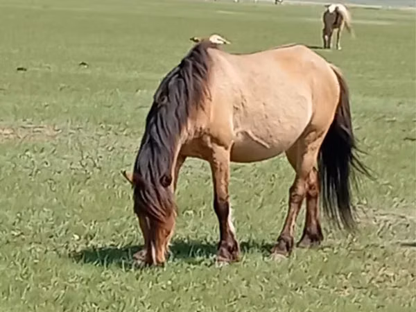 Kuda betina, Horse breed — Kazakhstan