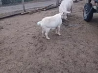 Goat, Goats — photo 1