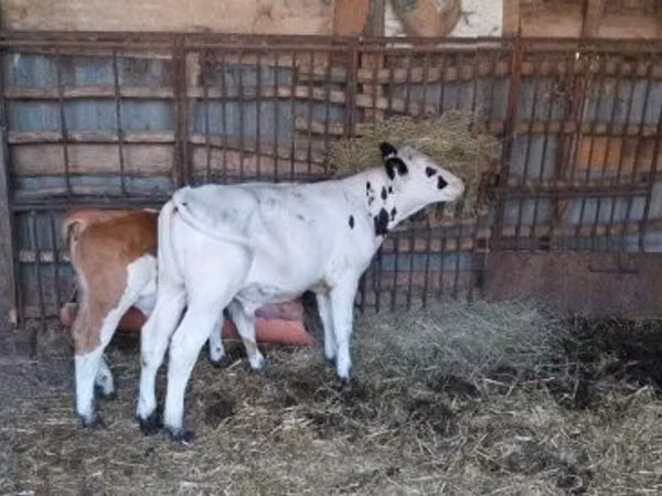 Bull, Holstein breed — Hungary