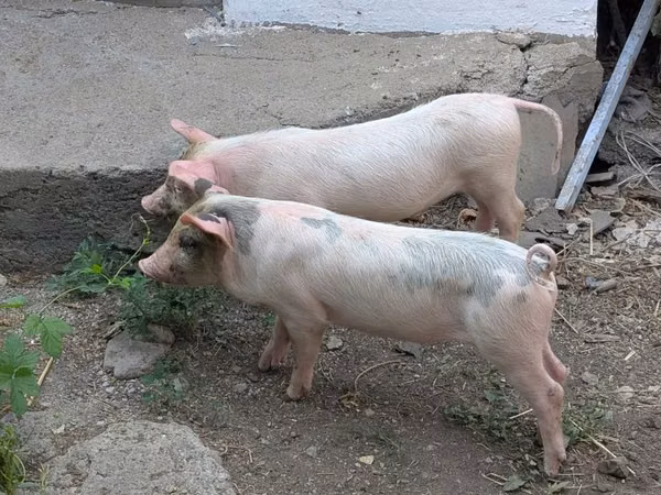 Pigs (batch, sex not specified), Pigs — Kazakhstan
