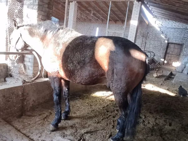 Horse (M), Horses — Kyrgyzstan