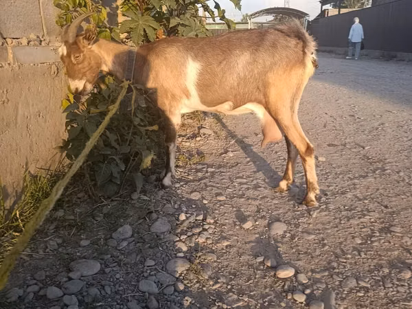 Goat, Goats — Kyrgyzstan