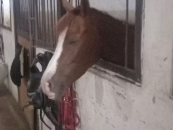Cavalla, Karabakh horse — Azerbaigian