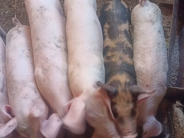 Sow, Pigs — Moldova