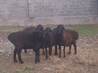 የጎትት አውራ በግ, Sheep — ፎቶ 1