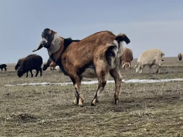 ወንድ ፍየል, Nubian Goat — ካዛኪስታን