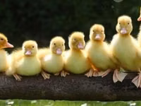 Ducks — sawirka 1