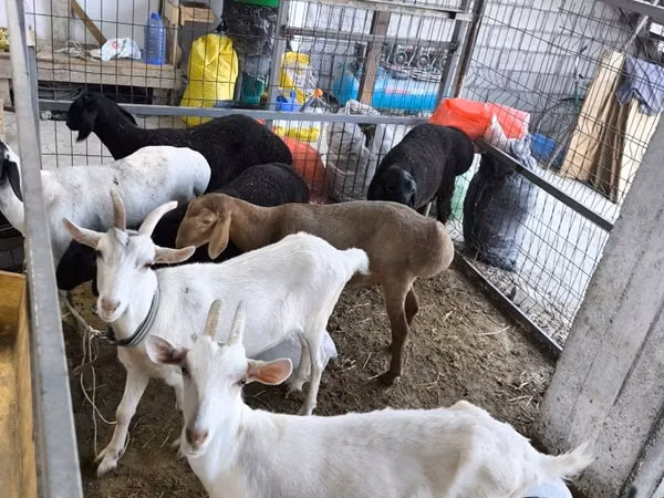 Cabra, Saanen goat