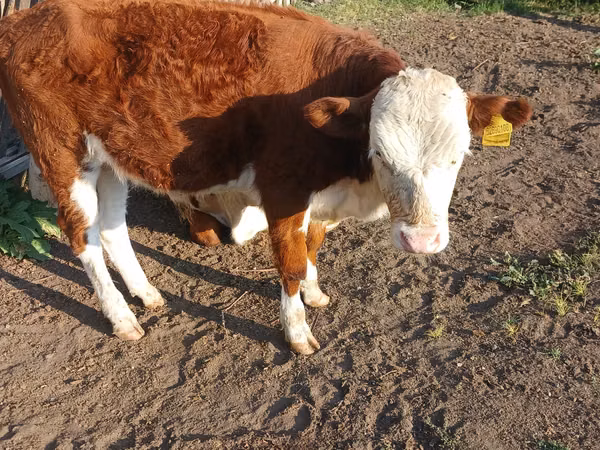 Taureau, Latvian Blue cattle