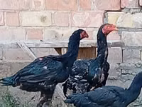 Chickens — photo 4