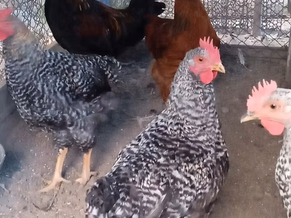 Chickens — Kyrgyzstan