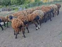 Ram, Sheep — photo 1