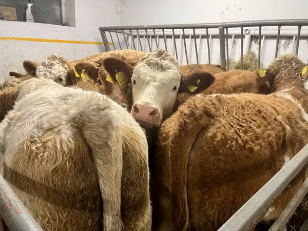 Гов, Simmental cattle