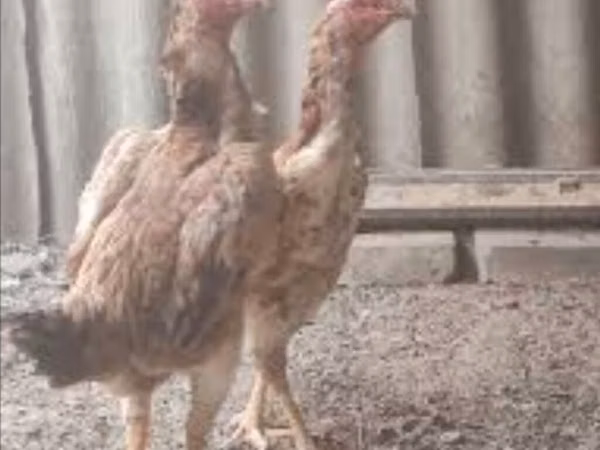 Chickens — 吉尔吉斯斯坦