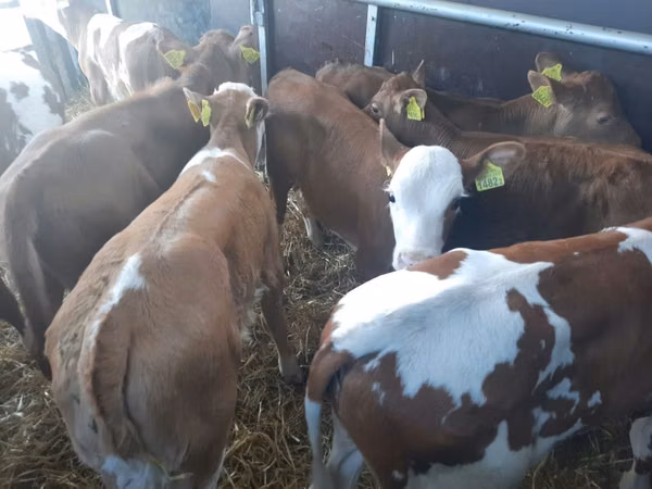Bull, Simmental cattle — Poland