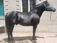 Kuda jantan, Horses — foto 2