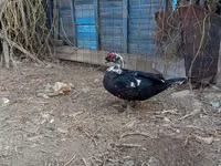Domestic Muscovy — foto 4