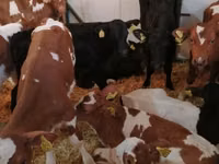 گاو و گوساله (گروه، جنسیت مشخص نشده), Simmental cattle — عکس 4