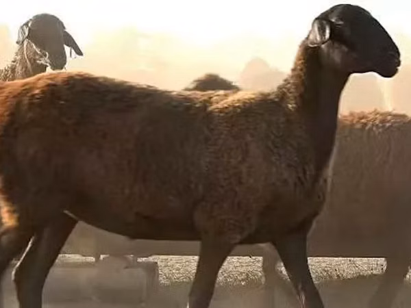 Sheep, Edilbay sheep — Russia
