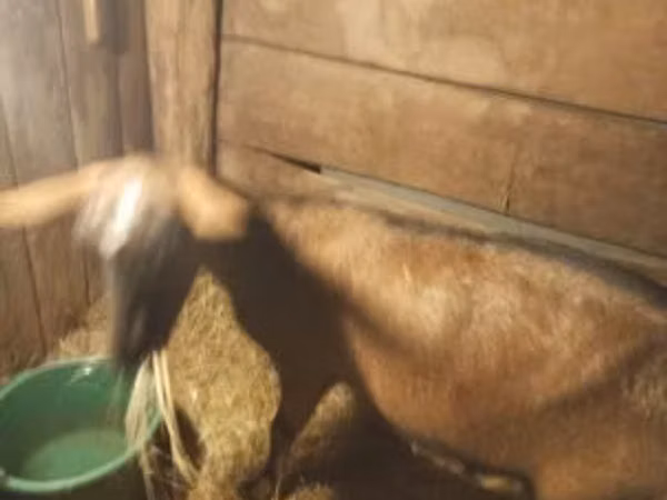 Goat, Goats — Hungary