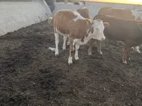 雌牛, Simmental cattle — 写真 2