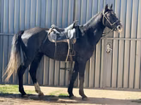 اسب نر, اسب — عکس 7