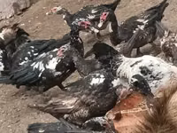 pato criollo doméstico — foto 8