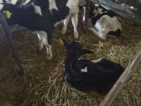 Bull, Holstein breed — photo 4