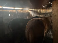 Mare, Horse breed — photo 5