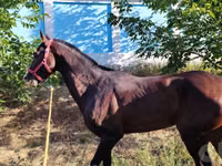 اسب (گروه، جنسیت مشخص نشده), Hanoverian — عکس 2