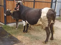 Cow, Alatau breed — photo 4