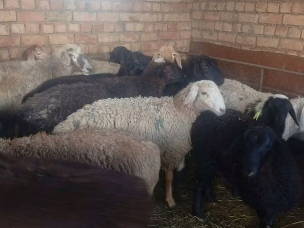 Ram, Sheep — Kyrgyzstan