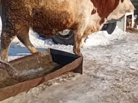 Bull, Simmental cattle — photo 3
