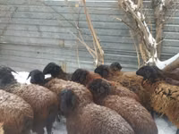 Qoʻchqor, Gorkov sheep — 2-rasm
