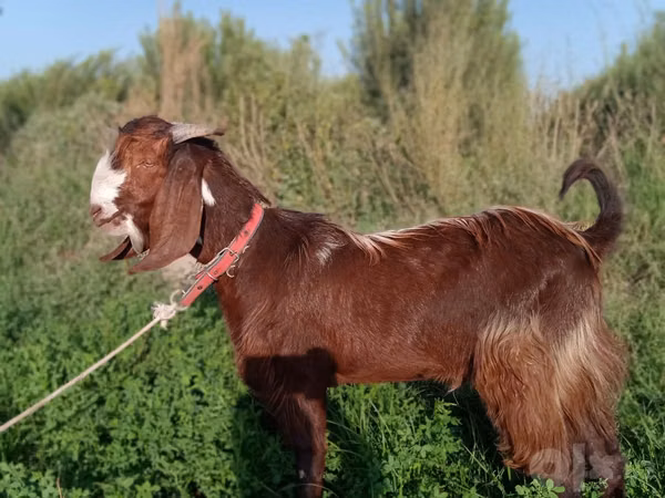 Koza, Beetal goats