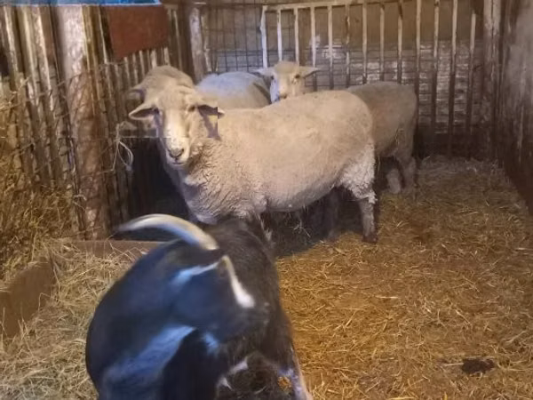 Ram, Sheep