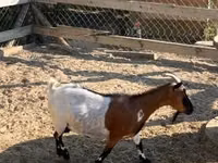 Capra, Dutch Landrace goats — foto 1