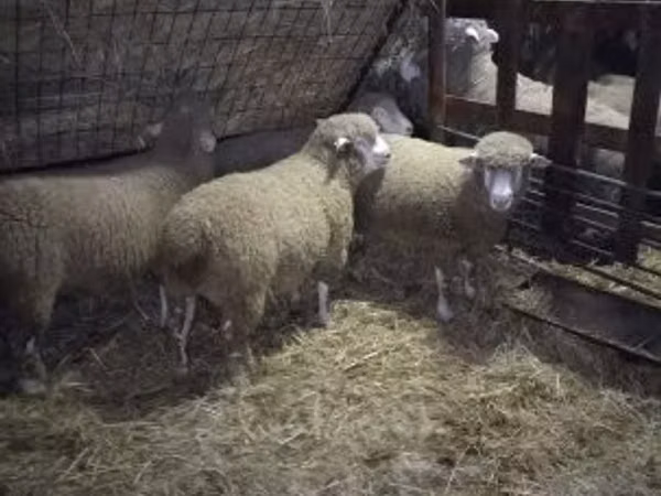 قوچ, Ile-de-France sheep