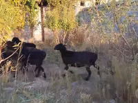 Sheep, Hissar sheep — photo 7