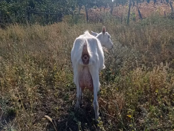 Goat, Goats — Moldova
