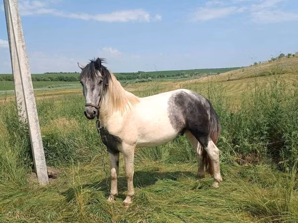 Horse (M), Gypsy horse