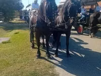 Horse (M), Friesian — photo 8