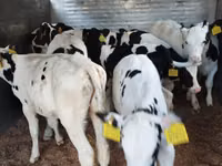 گاو و گوساله (گروه، جنسیت مشخص نشده), Russian Black pied cattle — عکس 6