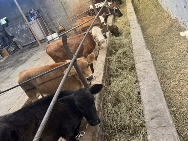 Mucca, Swiss cattle — Kirghizistan