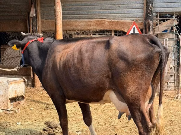 Cow, Russian Black pied cattle — Kazakhstan