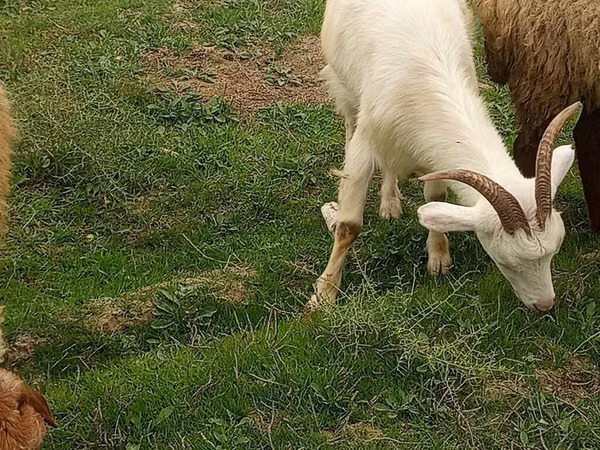 母山羊, Goats