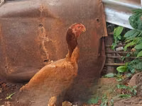 Chickens — Foto 1