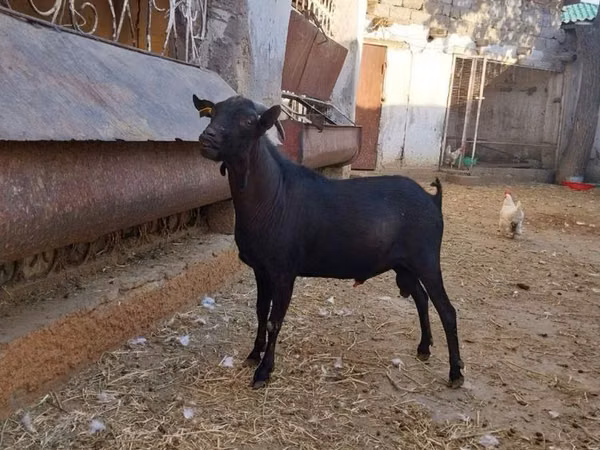 Kambing betina, Murcia-Granada goats